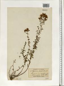 Hypericum perforatum L., Eastern Europe, Moscow region (E4a) (Russia)