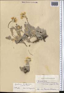 Richteria leontopodium Winkl., Middle Asia, Northern & Central Tian Shan (M4) (Kazakhstan)