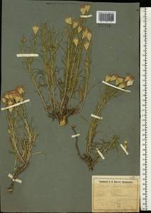 Jurinea stoechadifolia (M. Bieb.) DC., Eastern Europe, Moldova (E13a) (Moldova)