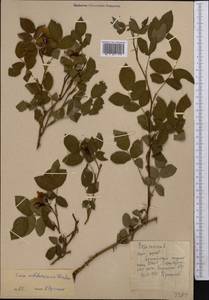 Rosa canina L., Middle Asia, Western Tian Shan & Karatau (M3) (Kyrgyzstan)