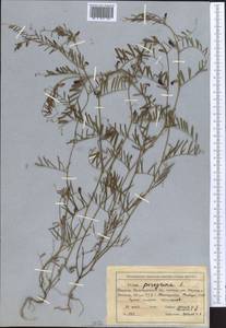 Vicia peregrina L., Middle Asia, Western Tian Shan & Karatau (M3) (Kyrgyzstan)