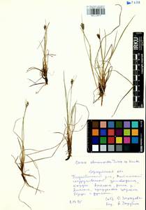 Carex eleusinoides Turcz. ex Kunth, Siberia, Baikal & Transbaikal region (S4) (Russia)
