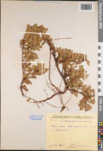 Arctostaphylos uva-ursi (L.) Spreng., Eastern Europe, Northern region (E1) (Russia)