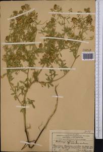 Medicago sativa L., Middle Asia, Western Tian Shan & Karatau (M3) (Kazakhstan)