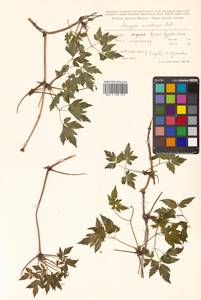 Clematis ochotensis (Pall.) Poir., Siberia, Russian Far East (S6) (Russia)