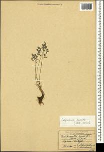 Catabrosella humilis (M.Bieb.) Tzvelev, Caucasus, Azerbaijan (K6) (Azerbaijan)