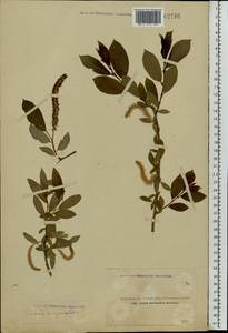 Salix triandra L., Eastern Europe, Northern region (E1) (Russia)