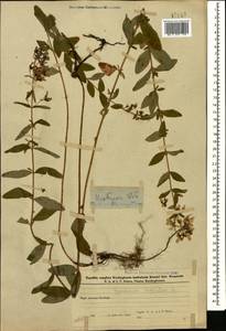 Hypericum hirsutum L., Caucasus, Azerbaijan (K6) (Azerbaijan)