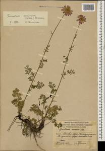 Tanacetum coccineum subsp. coccineum, Caucasus, South Ossetia (K4b) (South Ossetia)