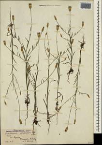 Xeranthemum cylindraceum Sibth. & Sm., Crimea (KRYM) (Russia)