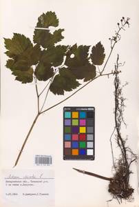 Actaea spicata L., Eastern Europe (no precise locality) (E0)