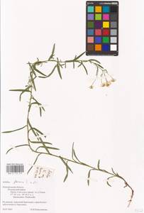 Achillea ptarmica L., Eastern Europe, North-Western region (E2) (Russia)
