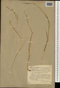 Achnatherum miliaceum (L.) P.Beauv., South Asia, South Asia (Asia outside ex-Soviet states and Mongolia) (ASIA) (Israel)