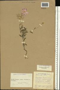 Xeranthemum annuum L., Eastern Europe, South Ukrainian region (E12) (Ukraine)