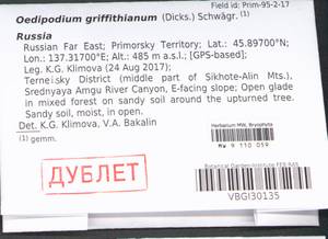 Oedipodium griffithianum (Dicks.) Schwägr., Bryophytes, Bryophytes - Russian Far East (excl. Chukotka & Kamchatka) (B20) (Russia)
