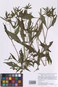 Bidens connata Muhl. ex Willd., Eastern Europe, Moscow region (E4a) (Russia)