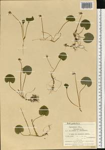 Viola palustris L., Eastern Europe, West Ukrainian region (E13) (Ukraine)