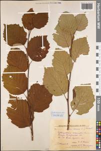 Alnus incana (L.) Moench, Eastern Europe, Central forest region (E5) (Russia)