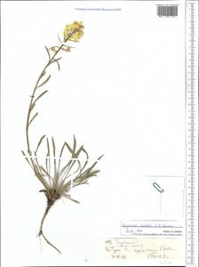 Erysimum altaicum C. A. Mey., Middle Asia, Northern & Central Tian Shan (M4) (Kyrgyzstan)