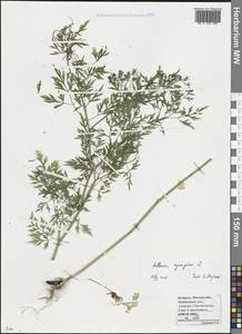 Apiaceae, Eastern Europe, Belarus (E3a) (Belarus)