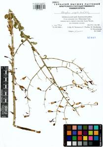 Adenophora stenanthina subsp. stenanthina, Siberia, Baikal & Transbaikal region (S4) (Russia)