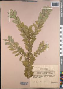 Buxus sempervirens L., Caucasus, Azerbaijan (K6) (Azerbaijan)