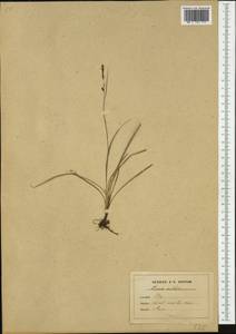 Carex liparocarpos Gaudin, Western Europe (EUR) (Not classified)