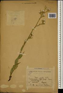 Crepis pannonica (Jacq.) C. Koch, Caucasus, Georgia (K4) (Georgia)