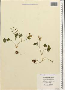 Corydalis paczoskii N. Busch, Caucasus, Krasnodar Krai & Adygea (K1a) (Russia)