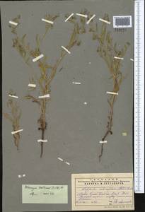 Pseudoheterocaryum szovitsianum (Fisch. & C. A. Mey.) Kaz. Osaloo & Saadati, Middle Asia, Muyunkumy, Balkhash & Betpak-Dala (M9) (Kazakhstan)