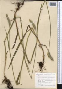 Alopecurus pratensis L., Middle Asia, Dzungarian Alatau & Tarbagatai (M5) (Kazakhstan)