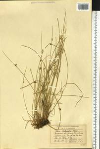 Juncus brachyspathus Maxim., Siberia, Western Siberia (S1) (Russia)