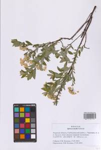 Spiraea media Schmidt, Siberia, Russian Far East (S6) (Russia)