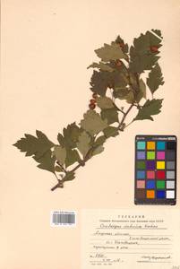 Crataegus dahurica (Dieck) Koehne, Siberia, Russian Far East (S6) (Russia)