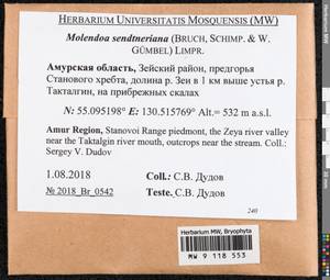 Molendoa sendtneriana (Bruch & Schimp.) Limpr., Bryophytes, Bryophytes - Russian Far East (excl. Chukotka & Kamchatka) (B20) (Russia)