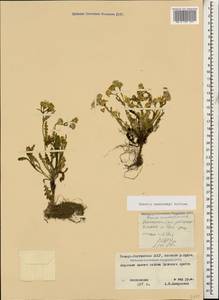 Senecio leucanthemifolius subsp. caucasicus (DC.) Greuter, Caucasus, North Ossetia, Ingushetia & Chechnya (K1c) (Russia)