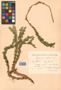 Huperzia serrata (Thunb.) Trevis., Siberia, Russian Far East (S6) (Russia)