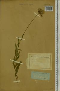 Cirsium serratuloides (L.) Hill, Siberia (no precise locality) (S0) (Russia)