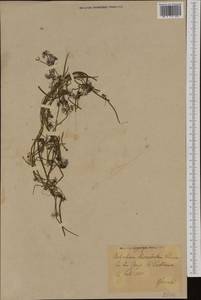 Ranunculus circinatus Sibth., Western Europe (EUR) (Germany)