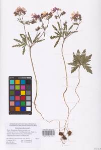 Geranium tuberosum L., Eastern Europe, Lower Volga region (E9) (Russia)