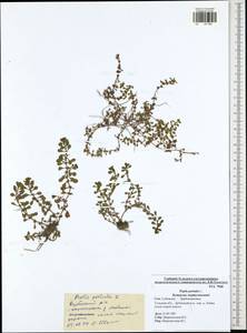 Lythrum portula (L.) D. A. Webb, Eastern Europe, Central region (E4) (Russia)