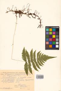 Phegopteris connectilis (Michx.) Watt, Siberia, Chukotka & Kamchatka (S7) (Russia)