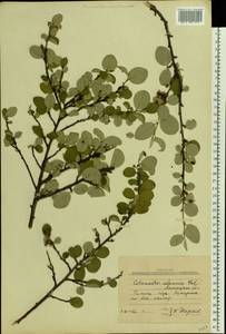 Cotoneaster alaunicus Golitsin, Eastern Europe, Central forest-and-steppe region (E6) (Russia)