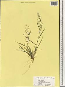 Eragrostis barrelieri Daveau, South Asia, South Asia (Asia outside ex-Soviet states and Mongolia) (ASIA) (Israel)