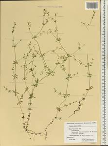 Galium uliginosum L., Eastern Europe, Volga-Kama region (E7) (Russia)