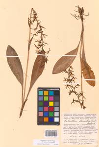 Platanthera hybrida Brügger, Eastern Europe, Lower Volga region (E9) (Russia)