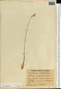 Allium sabulosum Steven ex Bunge, Eastern Europe, Lower Volga region (E9) (Russia)