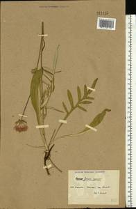 Jurinea cyanoides (L.) Rchb., Eastern Europe, North Ukrainian region (E11) (Ukraine)