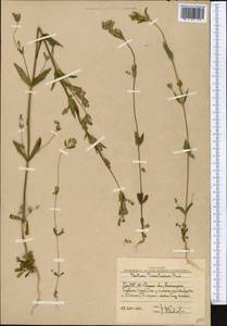Gentianella turkestanorum (Gandoger) Holub, Middle Asia, Western Tian Shan & Karatau (M3) (Uzbekistan)