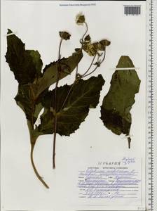 Silphium perfoliatum L., Eastern Europe, Central forest-and-steppe region (E6) (Russia)